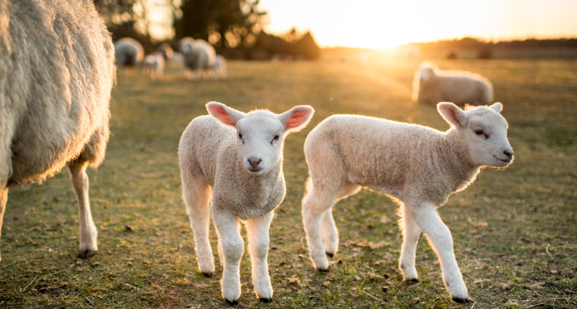 LSL Select Price Report – Sheep Mart 05/01/2023