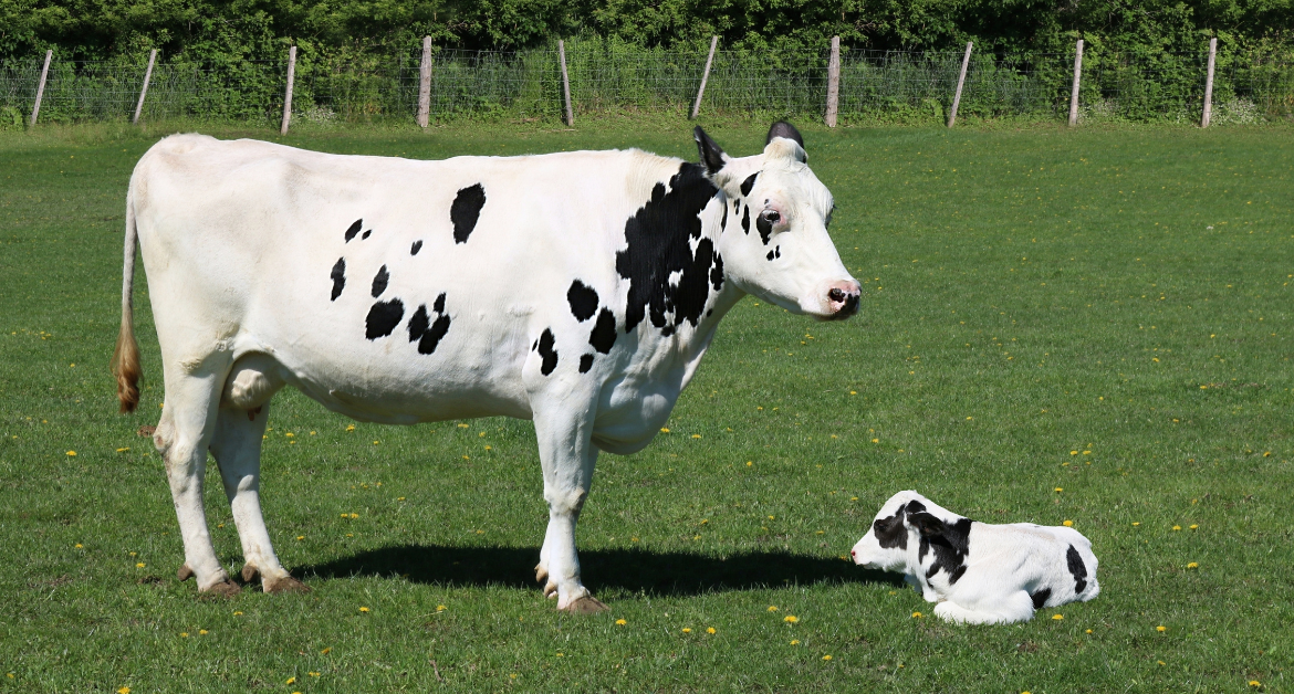 The importance of genetics in breeding healthy and productive livestock