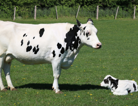 The importance of genetics in breeding healthy and productive livestock