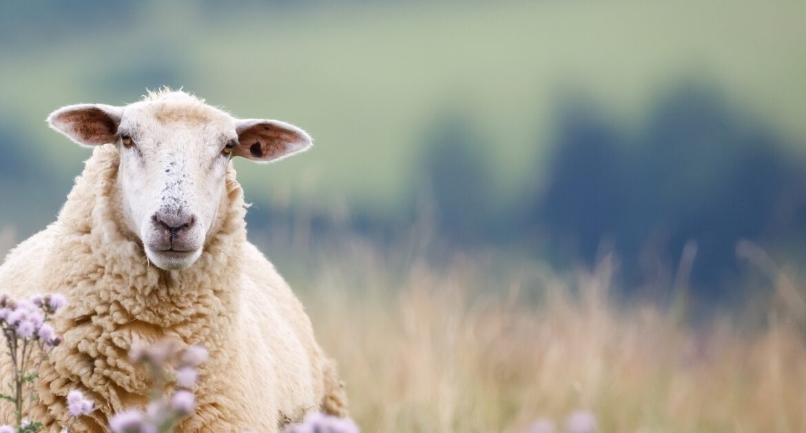 LSL Select Price Report – Sheep Mart 09/01/2023