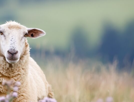 LSL Select Price Report – Sheep Mart 09/01/2023