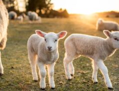 LSL Select Price Report – Sheep Mart 11/01/2023
