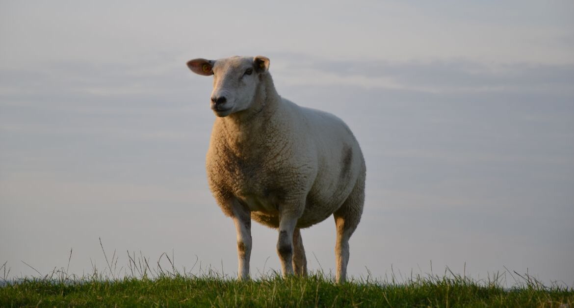 LSL Select Price Report – Sheep Mart 12/01/2023