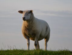 LSL Select Price Report – Sheep Mart 12/01/2023