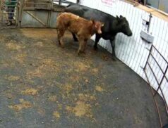 Cattle Sales on Tuesday 24th January