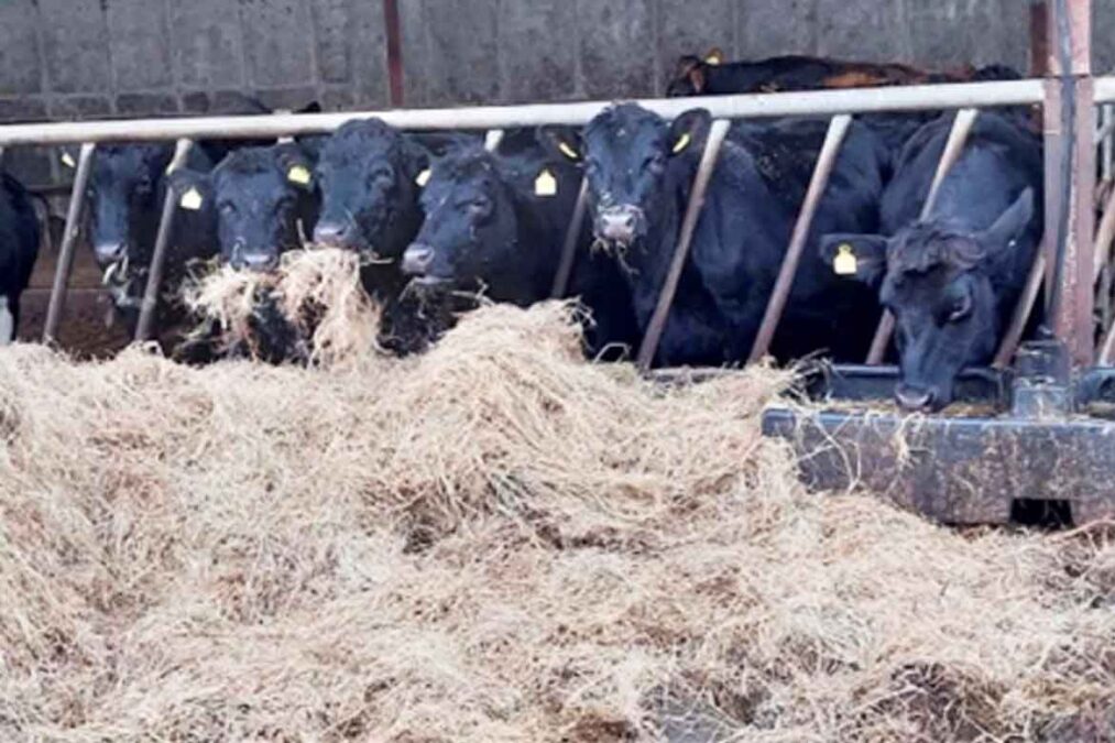 Strong entry of cattle in Abbeyfeale Mart today - LSL Auctions News