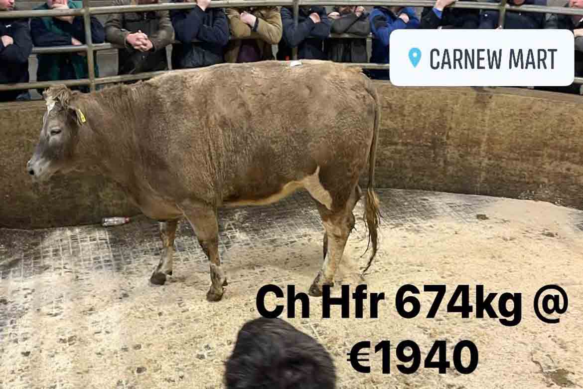 Lively trade seen at Carnew Mart on the weekend - LSL Auctions News