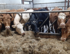 Top-Quality Limousin Weanlings and Incalf Heifers for Sale at Roscommon Mart on 28/02/2023
