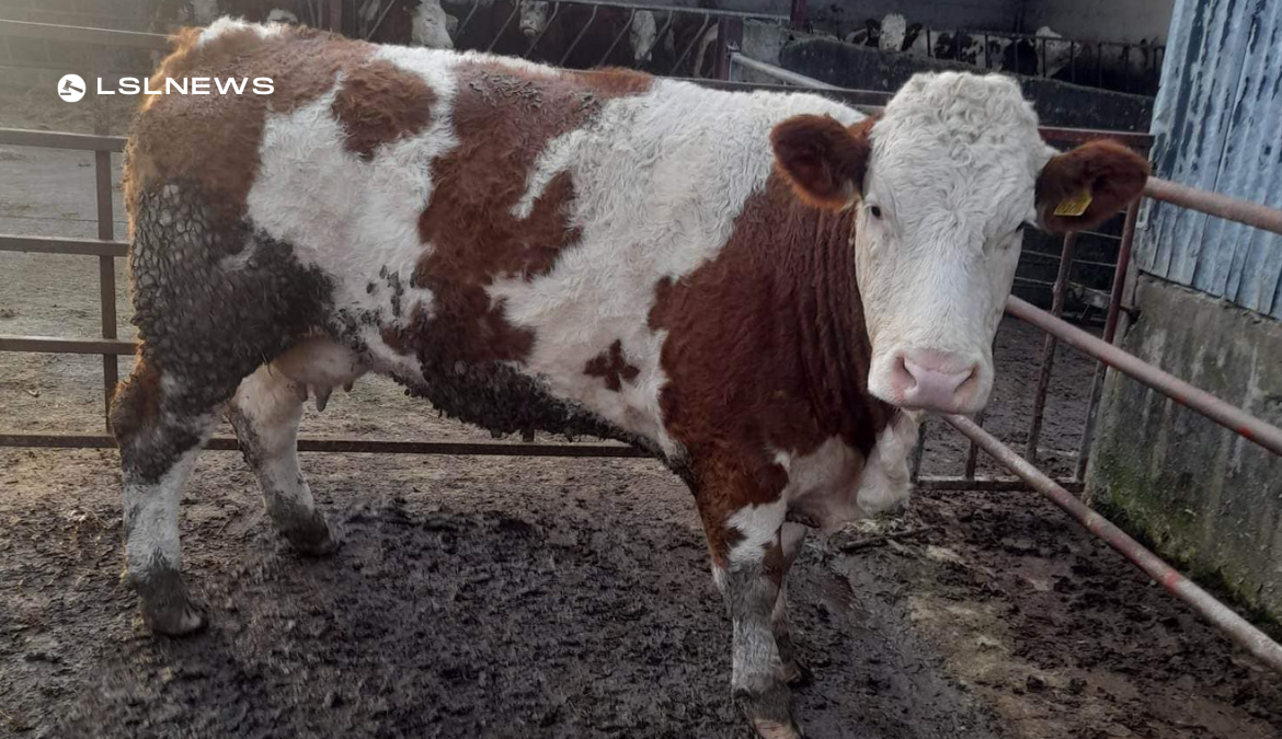 Unleash the Beast: Premium Cattle at Cootehill Mart's 2nd Anniversary Sale!