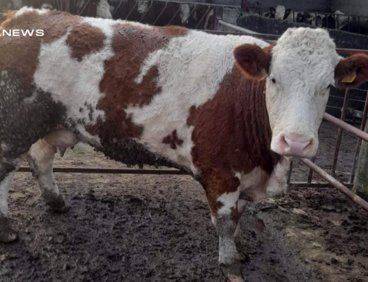 Unleash the Beast: Premium Cattle at Cootehill Mart's 2nd Anniversary Sale!