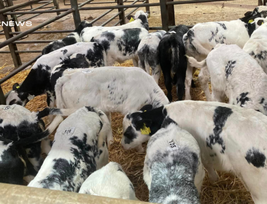 1000 CALVES @ CASTLEISLAND - Top Quality Calves Expected at Next Monday’s Sale 27th of February