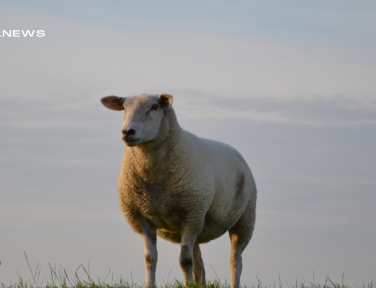 LSL Select Price Report – Sheep Mart – 23/02/2023