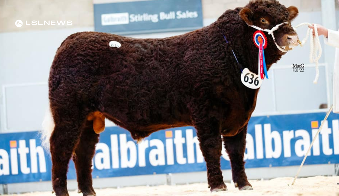 Irish Salers Spring Bull and Heifer Sale: Top-Quality Breeding Stock at Gort Mart, Thursday 30th March