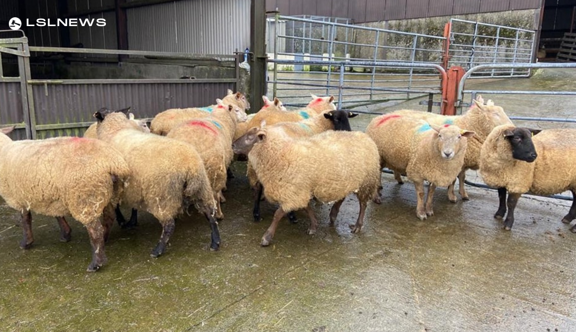 Fortnightly Cattle and Sheep Sale at Plumbridge Livestock Mart on Friday 24th February at 7.30pm