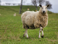 LSL Select Price Report – Sheep Mart – 22/02/2023
