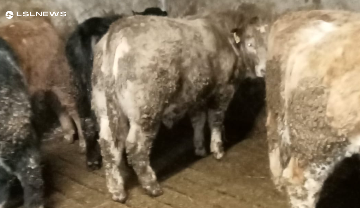 Continental and Angus x Bull & Heifer Weanlings for Thursdays Sale, 23rd  February, at Aurivo Livestock Mart Ballymote - LSL Auctions News
