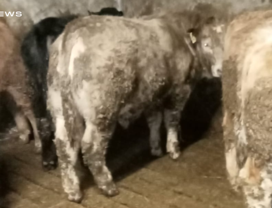 Continental and Angus x Bull & Heifer Weanlings for Thursdays Sale, 23rd February, at Aurivo Livestock Mart Ballymote