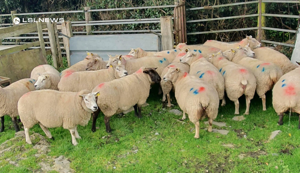 Looking for In-Lamb Sheep? Check out the 20 sold at Carnaross Mart on Tuesday, 28th February