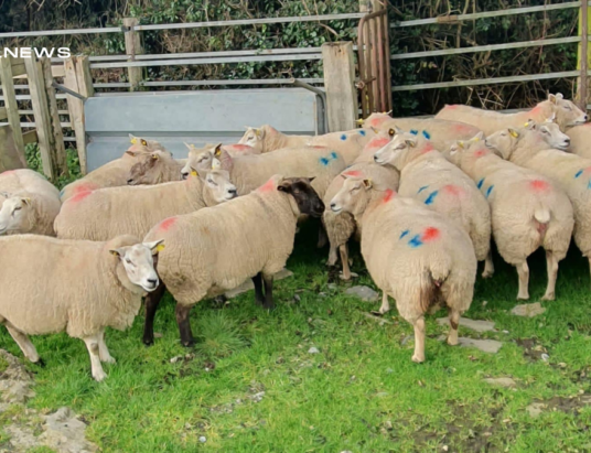 Looking for In-Lamb Sheep? Check out the 20 sold at Carnaross Mart on Tuesday, 28th February