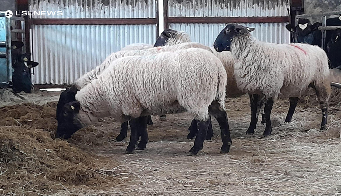 55 Super Inlamb Ewes for Sale on Monday 27th February at Carrigallen Mart: Suffolk, Mule, Texel, and Charollais