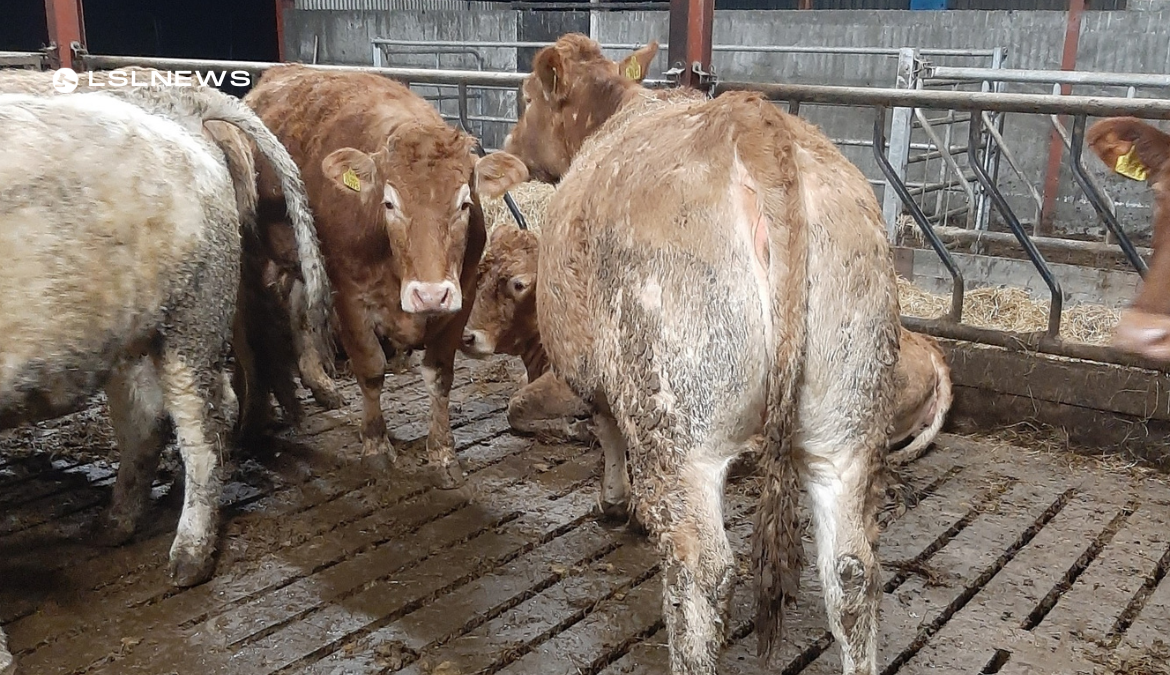 Show and Sale of Weanlings at Roscommon Mart on Tuesday, 28th February- Bulls and Heifers on Display