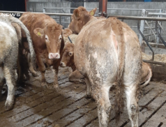 Show and Sale of Weanlings at Roscommon Mart on Tuesday, 28th February- Bulls and Heifers on Display