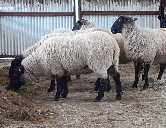 55 Super Inlamb Ewes for Sale on Monday 27th February at Carrigallen Mart: Suffolk, Mule, Texel, and Charollais