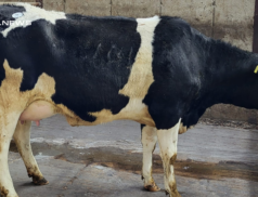Upcoming Dairy Sale at New Ross Mart, Friday 24th February