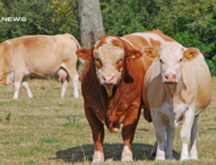 LSL Select Price Report – Cattle Mart 24/02/2023