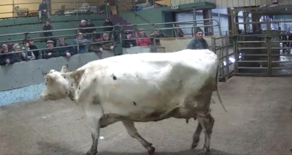 Unveiling the Best Cattle Sales of Monday, 27th February at LSL Auctions: A Livestock Buyer's Paradise!
