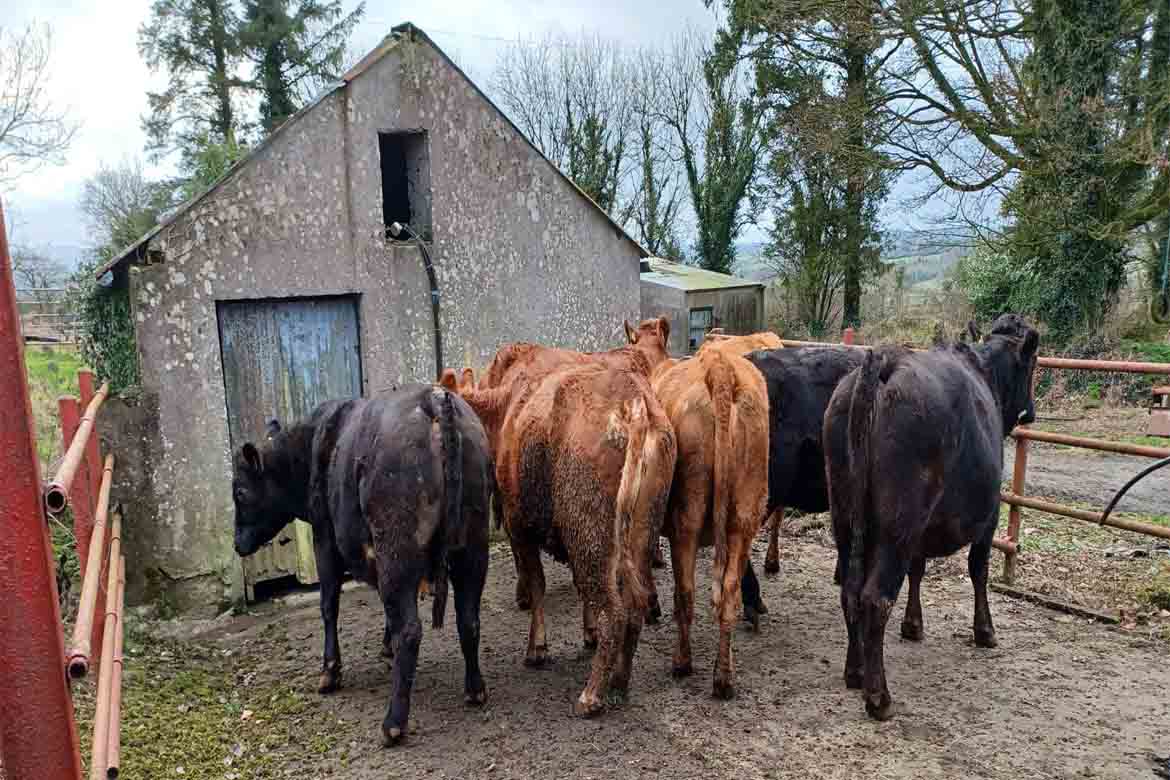 Premium standard Springing Heifers and Purebred Limousin Cows - LSL ...