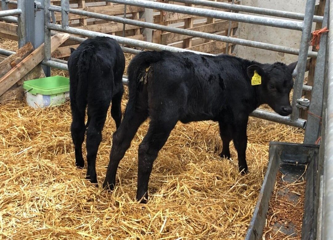 Inishowen Mart Gears Up for Exciting Cattle Sale on Monday, 6th March