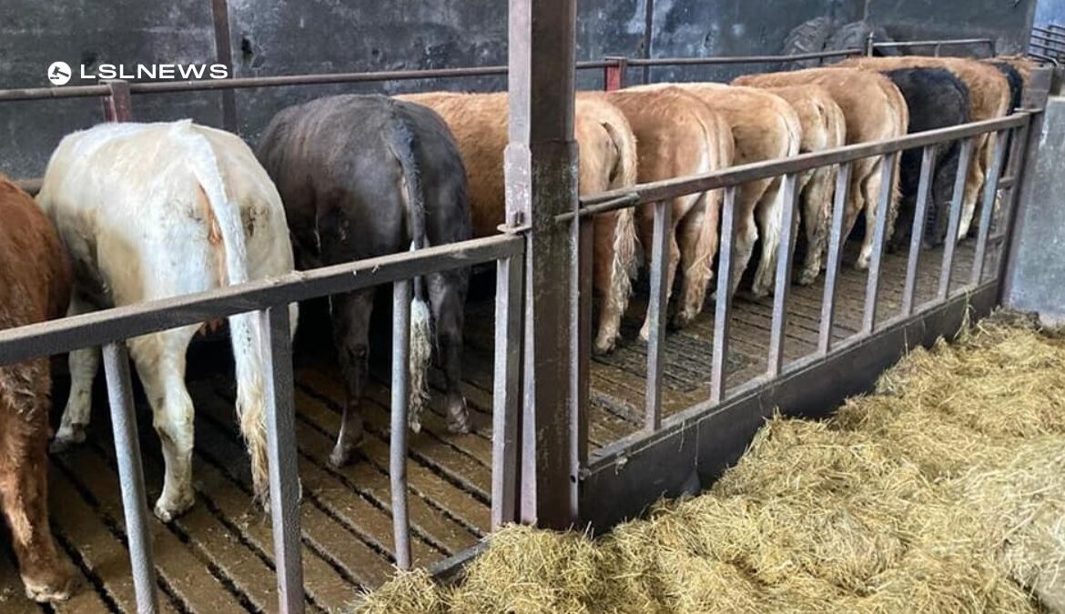 6 Hefty Heifers to Steal the Show at Dungannon Farmers Mart Catch the Action Live!
