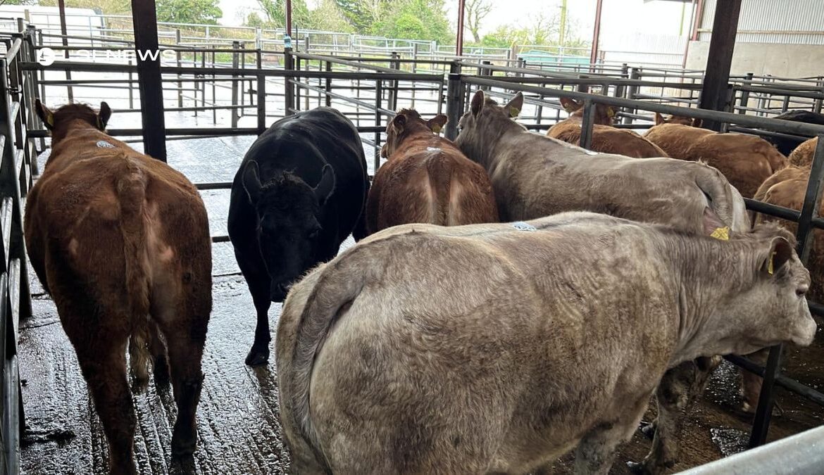 Prime Heifers for Sale at Carnaross Mart: A Golden Opportunity for Livestock Farmers on Thursday, 16th March