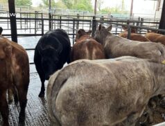 Prime Heifers for Sale at Carnaross Mart: A Golden Opportunity for Livestock Farmers on Thursday, 16th March