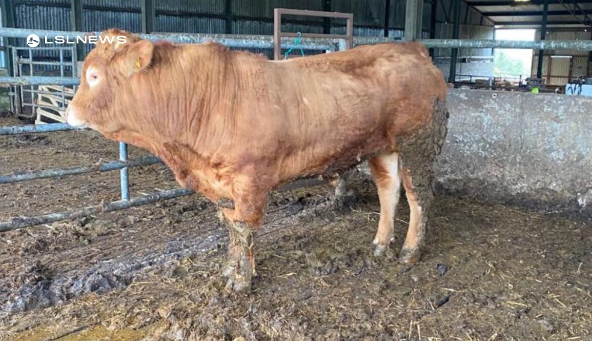 Cattle Sale at Carnew Mart