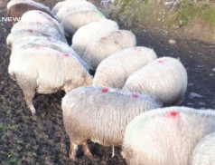 A Selection of In-Lamb Yearlings for Next Sheep Sale at Roscommon Mart on Wednesday, 15th March