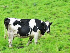 Dairy Sale at Castleisland Mart on Friday, 24th March - 12 FR Maiden Heifers.