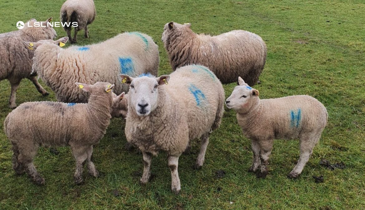 Delvin Livestock Sale on Thursday 16th March: 7 Ewes with 11 Strong Lambs