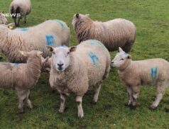Delvin Livestock Sale on Thursday 16th March: 7 Ewes with 11 Strong Lambs