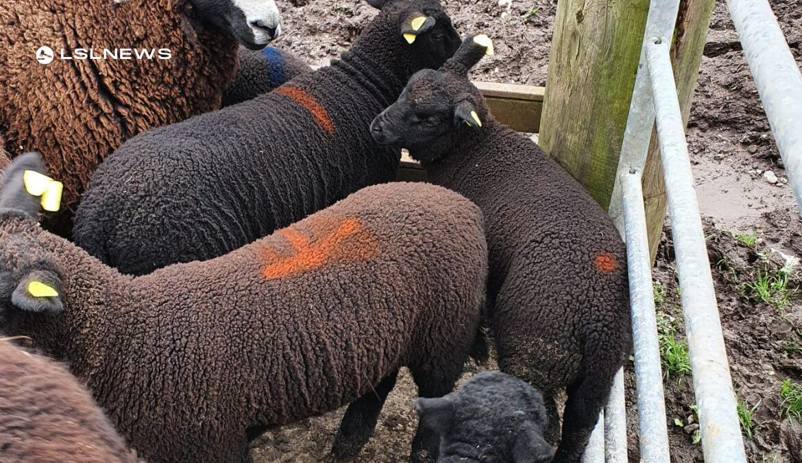 Delvin Mart Presents Exclusive Zwartble Ewes and Lambs Sale on Thursday 23rd March