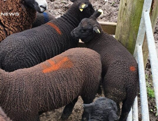 Delvin Mart Presents Exclusive Zwartble Ewes and Lambs Sale on Thursday 23rd March