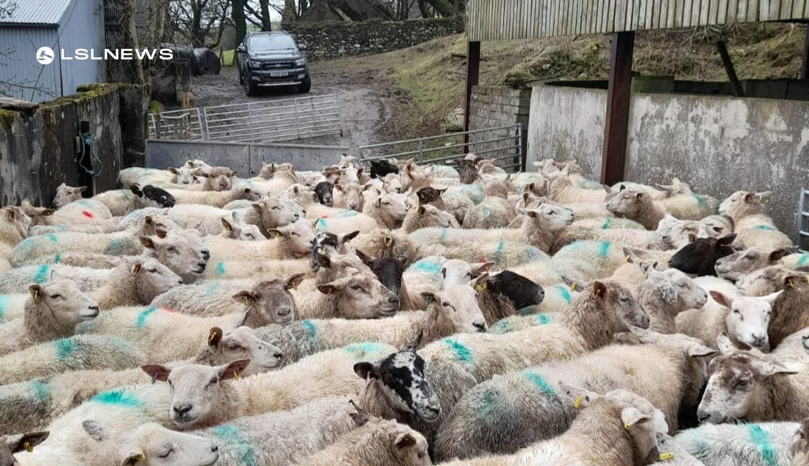 Exclusive Ewe Auction at Omagh Auction Mart on Saturday 18th March