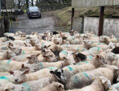 Exclusive Ewe Auction at Omagh Auction Mart on Saturday 18th March
