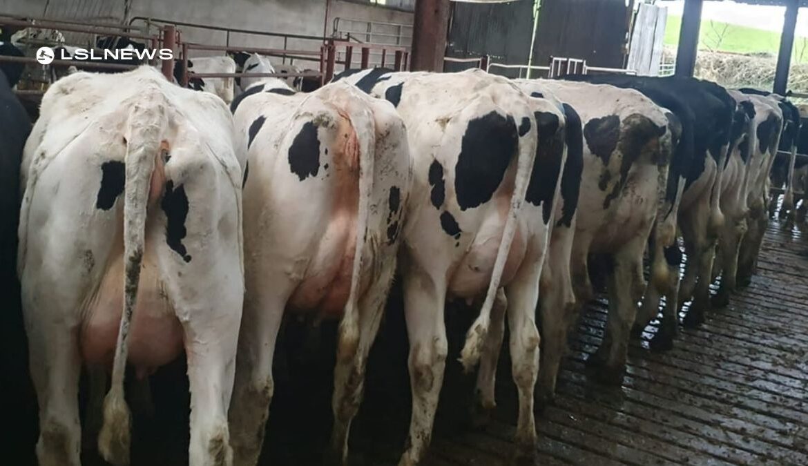 Don't Miss the Monthly Dairy Sale at Omagh Mart on Monday, 27th March
