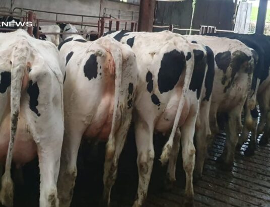 Don't Miss the Monthly Dairy Sale at Omagh Mart on Monday, 27th March