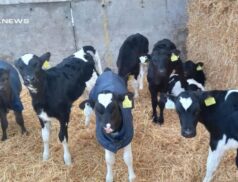 Exceptional Friesian Heifer Calves on Offer at Carnaross Mart - A Must-Attend Event on Monday 20th March
