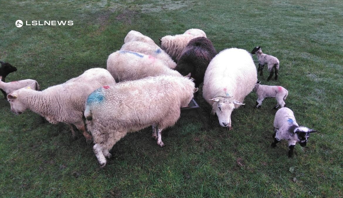Exciting Sheep Sale Tonight at Ballymote Mart: Score 3 Ewes with Twins or 3 Ewes with Singles to Boost Your Flock!