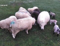 Exciting Sheep Sale Tonight at Ballymote Mart: Score 3 Ewes with Twins or 3 Ewes with Singles to Boost Your Flock!