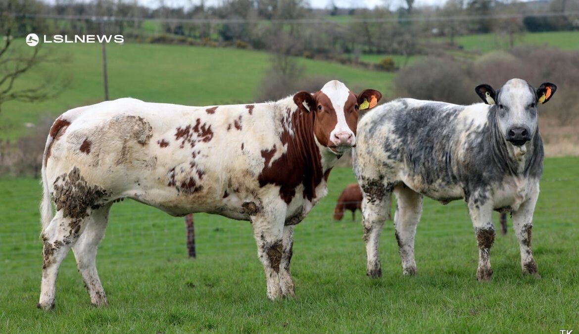 The farming community in Carrigallen is gearing up for Jim Heery's Annual Weanling Heifer Sale, offering 60 exceptional homebred heifers, with full breeding details, catalogue, and lot numbers available soon. Online bidding is available, so save the date - Saturday, April 15th, 2023, at 1pm at the Carrigallen Mart - and join in the excitement!